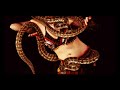 Egyptian Belly Dance Music