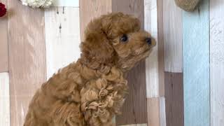 トイプードルの動画01