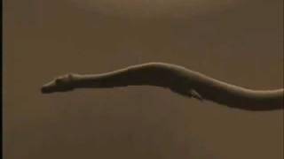Prehistoric Deep Monster Cadborosaurus of the Alaska - Animated Sequence