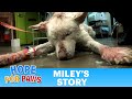 NEW VIDEO Saving Miley A MUST SEE Rescue A Video Update ONE Year Later Please Share Story