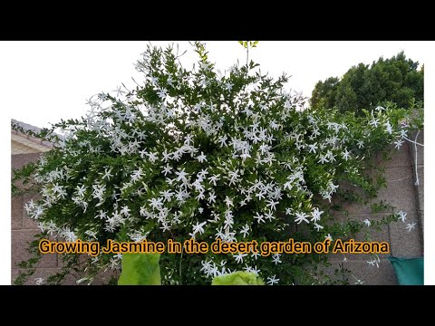 Sooji mallige | white Jasmine | Jasminum pubescens | Desert gardens of Arizona | Zone 9b |