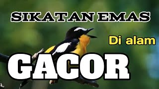 Download lagu Burung sikatan emas Gacor di alam mp3 Download lagu Burung sikatan emas Gacor di alam mp3