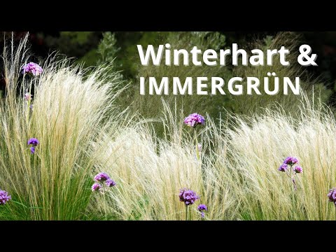 Dieses Gras ist mein absoluter Liebling!