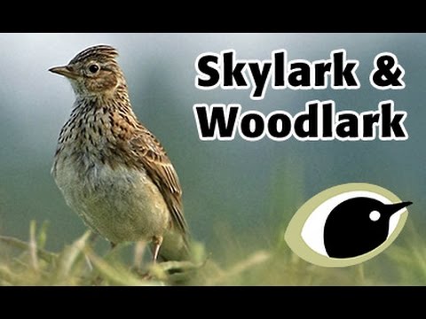 BTO Bird ID - Skylark & Woodlark