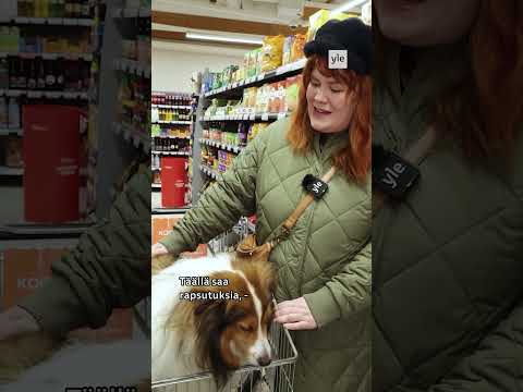 Kauppojen koirakärryistä tuli niin suosittuja, että niitä jopa jonotetaan