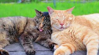 仲良し過ぎる猫達