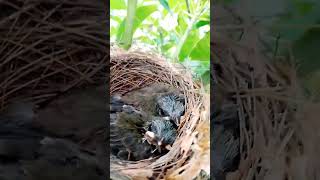 Download lagu Anak Burung Trucukan umur 1 minggu mp3 Download lagu Anak Burung Trucukan umur 1 minggu mp3