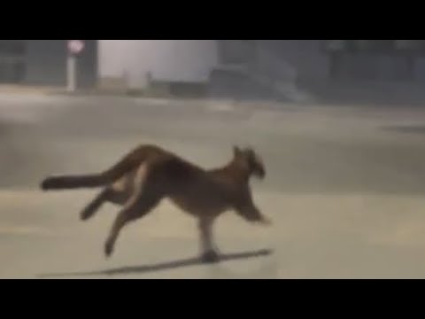 Onça-parda aparece em área urbana de Taió - SC e dá o que falar