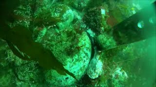 preview picture of video 'Albion Abalone Diving 2013!!'