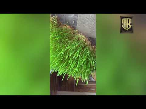Wheat sprouts / wheat grass for lovebirds