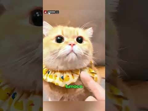 Il Gatto Scoprì Qualcosa di Incredibile!😸