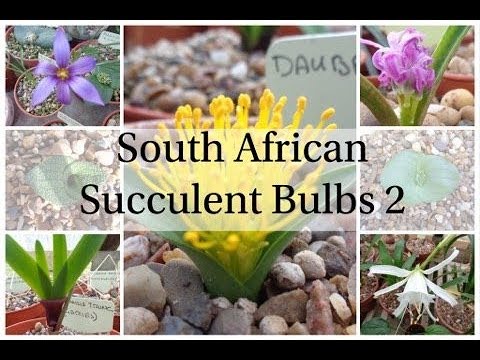 download lagu mp3 mp4 Flowers To Plant In September South Africa, download lagu Flowers To Plant In September South Africa gratis, unduh video klip Flowers To Plant In September South Africa