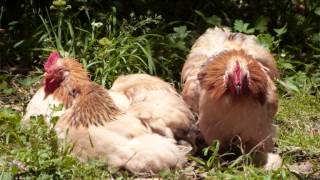 preview picture of video 'Pekin Chickens HAPPY new YEAR 2014'