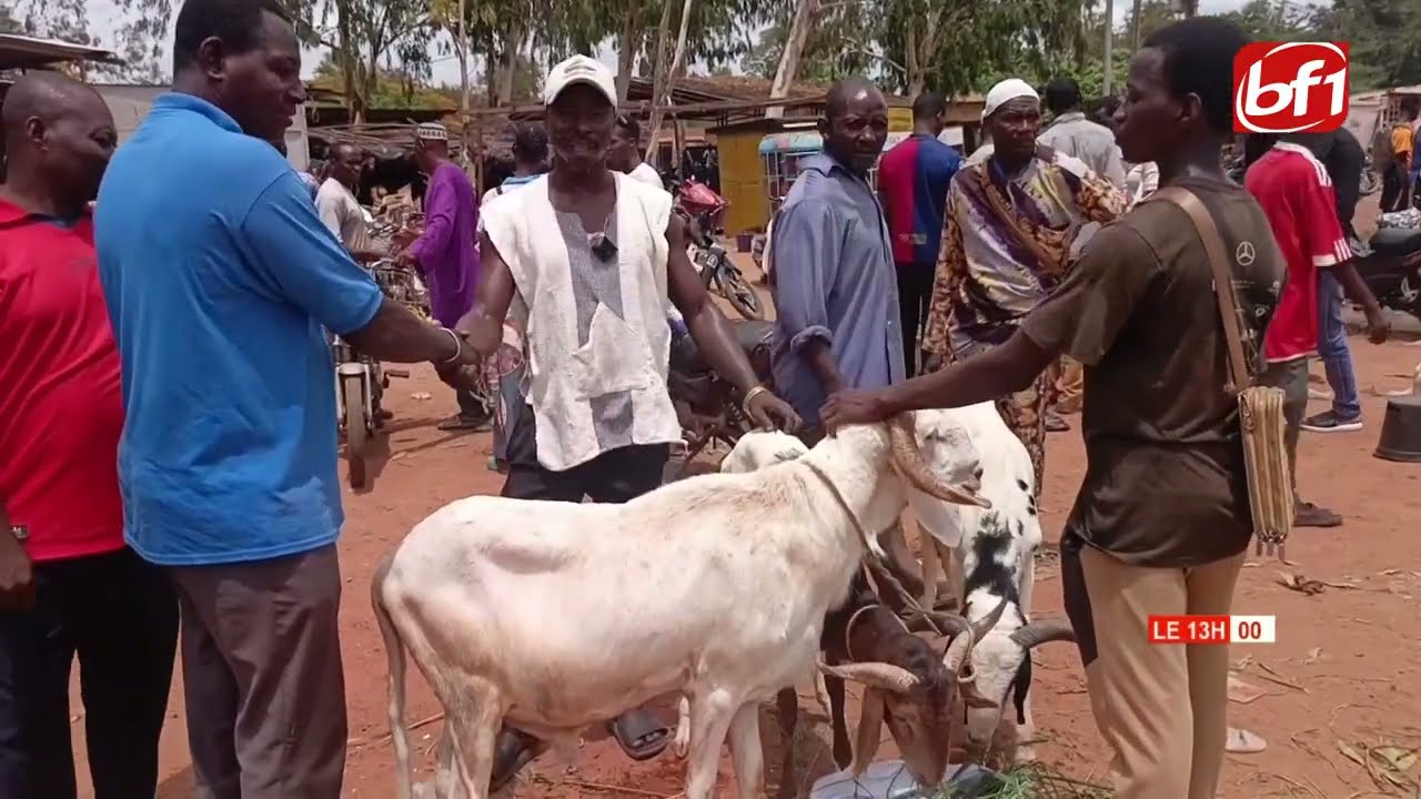Tabaski 2026 : flambée des prix de moutons à Banfora