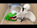 Overdramatic Parrots Who Deserve An Oscar Funny Parrot Videos 2026