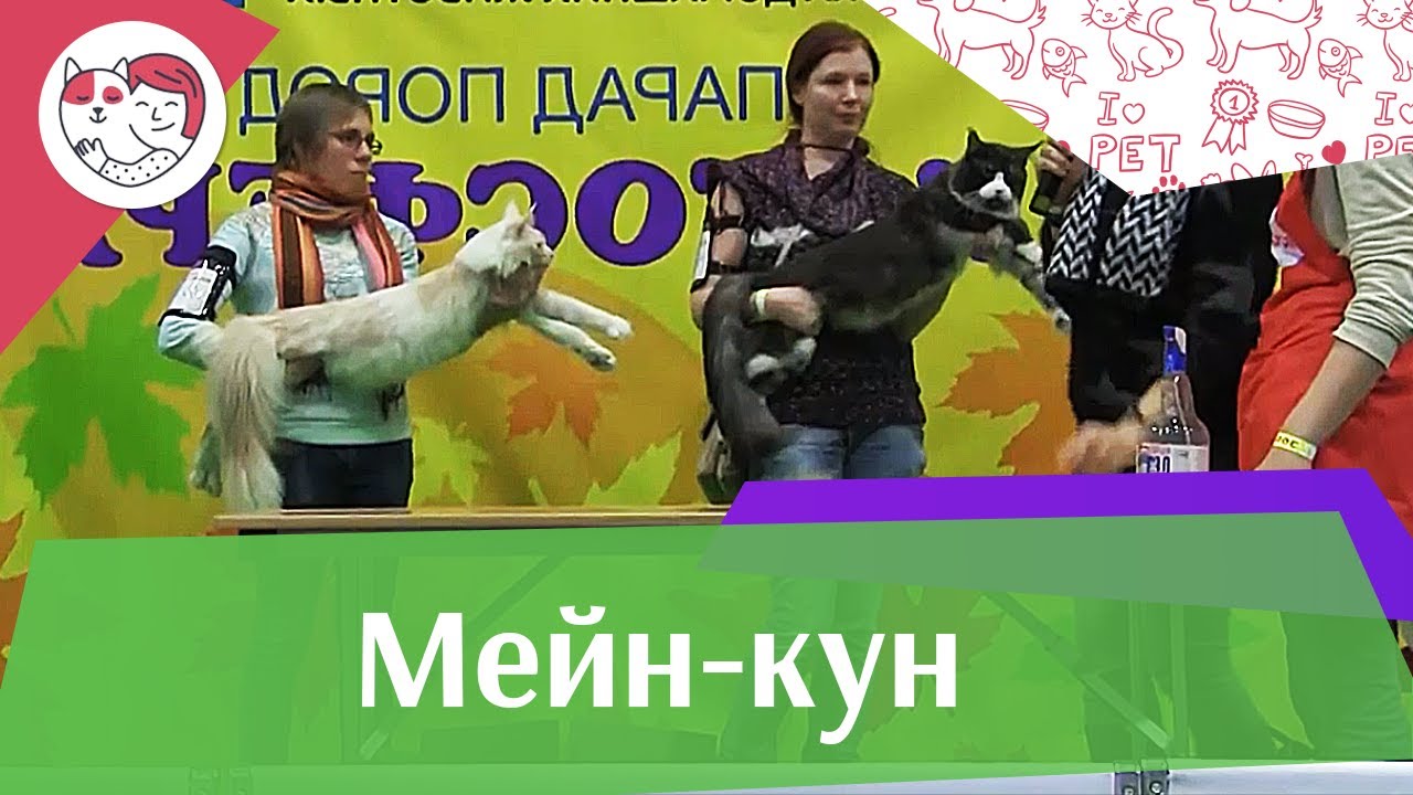 Мейн кун Стандарт породы на ilikepet