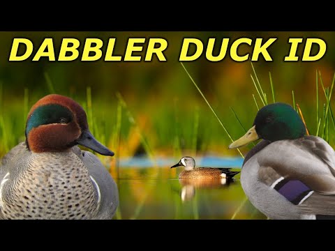 image-Which ducks are dabblers?