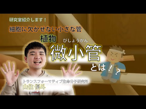 【研究室紹介】細胞の縁の下の力持ち！植物微小管ってなんだ？（制作：山住優斗）