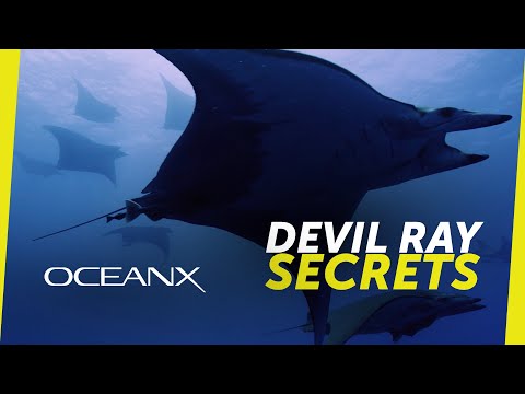 Are Devil Rays Dangerous