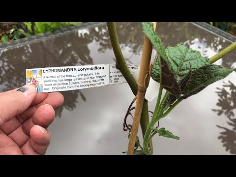 Cyphomandra Corymbiflora, the ‘hardy’ tamarillo finally shows signs of new growth in September 