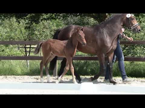 Feliciano x Dante's Junior x San Amour x Depardieu Hengstfohlen