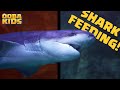 Aquarium Of The Bay Shark Feeding