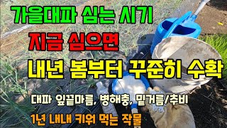 가을대파 10월에 심어 내년 봄부터 대파 꾸준히 수확합니다 밑거름/추비/병해충예방법 #대파농사