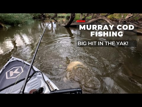Murray Cod Big Hits - Skinny Water Kayaking Fishing