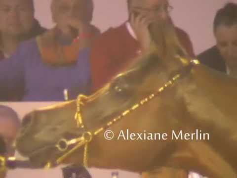 QR Marc at the World Championship 2011