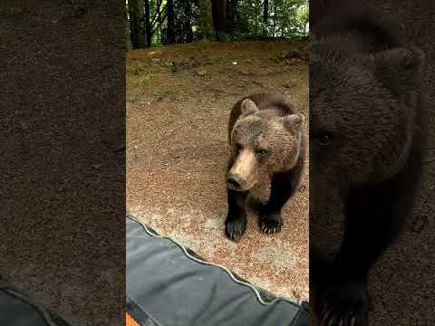 Bear attacks human @TransfagarasanRo