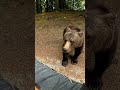 Bear Attacks Human TransfagarasanRo
