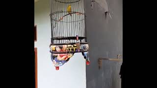 Download lagu PLECI NEMBAK WIT WIT mp3 Download lagu PLECI NEMBAK WIT WIT mp3