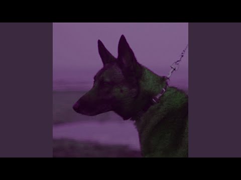 Canino Caninus Caninem