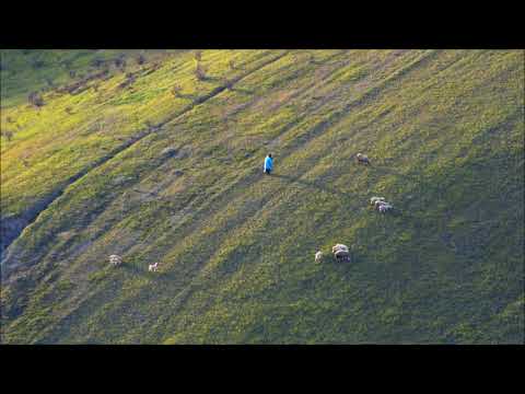 Pecore al pascolo nelle colline maceratesi