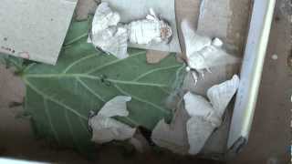 Metamorphosis/Life Cycle of the Silkworm (Bombyx Mori) [Silkworm Metam