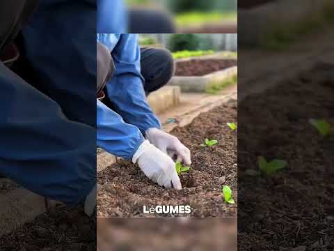 😱 Ce système empêche les prédateurs d’atteindre les poules !