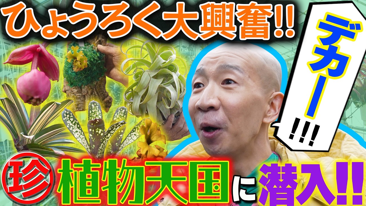 【ひょうろく旅】激ヤバ植物店に潜入!!レア過ぎ✨宝の山・花宇宙／変態植物倶楽部～列島縦断！ひょうろくの未確認変態は何処に～／毎週土曜19時更新 #ひょうろく#珍奇植物 #観葉植物