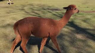 CUTE ANIMALS 💖 👍💚💛💙👌💜🥳💖, animal videos, wildlife, cute #animals #cute #animal #wildlife  #subscribe