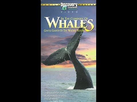 In the Company of Whales - 1991 Discovery Channel, full documentary featuring Roger Payne