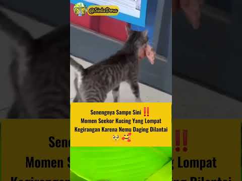 Senangnya kucing dapat daging 🥰 #shortvideo #inspiration
