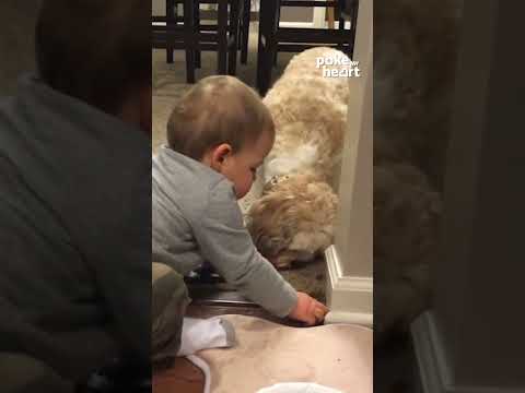 Baby Feeds Dog From Food Bowl
