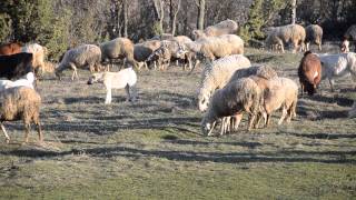 preview picture of video 'Mengen'den doğal yaşam görüntüsü.'