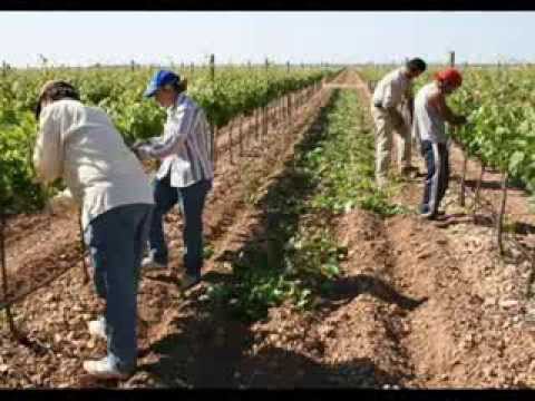 Ha che reindy kuña koygua - Dúo Barrios Espinola