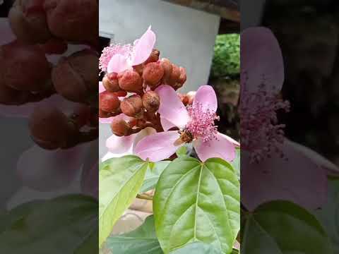 Agroecologías para el cambio climático en Playarrica, municipio de San Antonio, Tolima 
