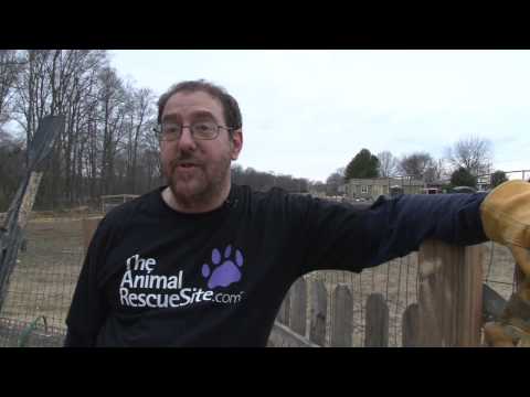 Theanimalrescuesite