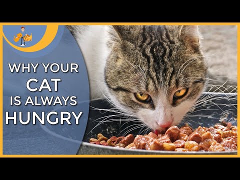 Why is My Cat Always Hungry - the 7 main reasons - YouTube