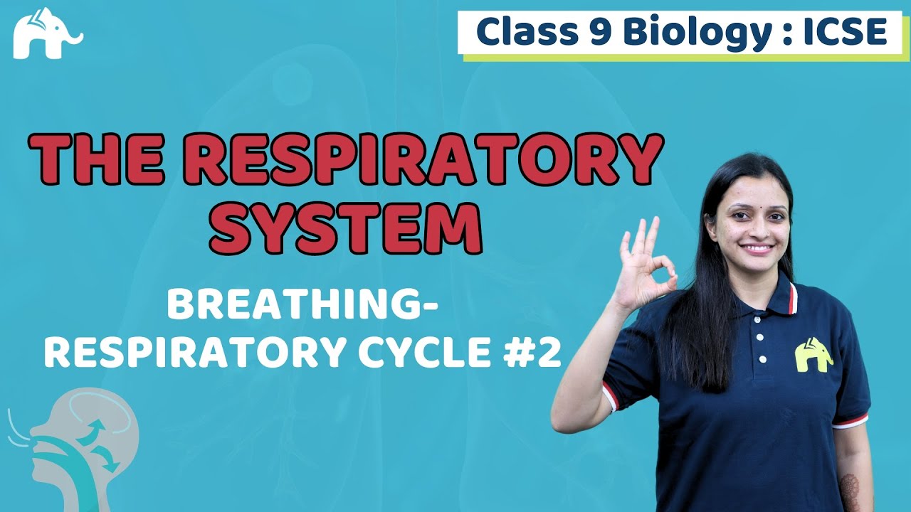 The Respiratory System Class 9 ICSE Biology | Selina Chapter 14 | Breating-Respiratory Cycle #2