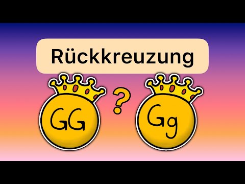 Die Rückkreuzung