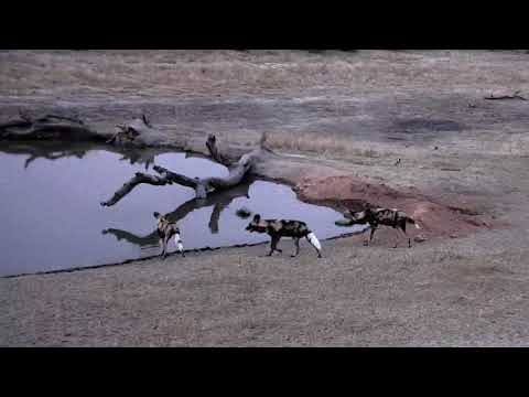 Djuma: Three African Wild Dogs watching the Impala at Vuyatela dam - 17:40 - 09/06/18