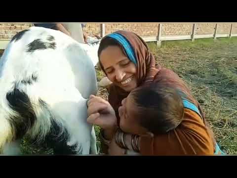 goat milking or goat🐐riding funny video @nasreen village vlogs